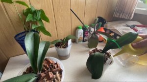 ПОЛИВ ОРХИДЕЙ после пересадки ЛУКОВОЙ ШЕЛУХОЙ