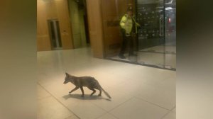 Лисица пробралась в здание британского парламента и наделала немало шуму