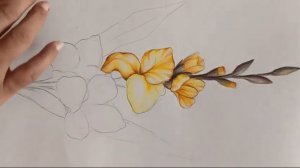 Nature Drawing Gladiolus flower