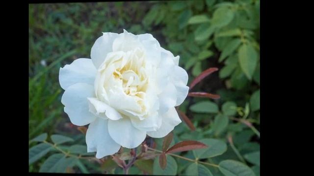 Роза Остина Susan Williams-Ellis. ЧТо в имени твоем?! Часть 66