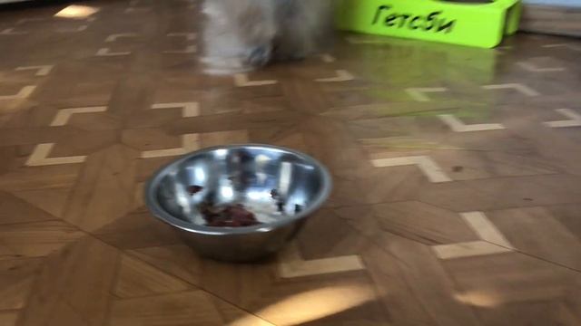 Притирка двух Собак на Передержке.Жизнь с Собакой смотреть онлайн