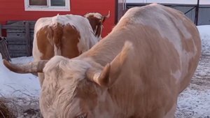 Симментальская порода коров Брединского типа Челябинская область