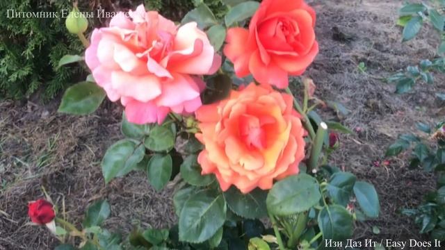 Хвойные и Розы - основа любого сада смотреть онлайн