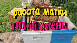 Как работает молодая матка тихой смены