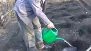 Как ухаживать за арбузом в огороде