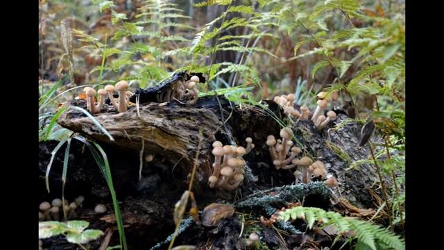 "Опята" Поэтическая зарисовка Елены Куракиной смотреть онлайн