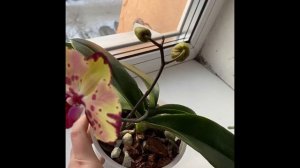 ОРХИДЕЯ АЗИАТ, МИККИ КРОУН И 406. Домашнее цветение, сравниваем .???