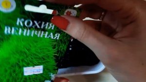 КОХИЯ ПОСЕВ.ЖИВАЯ ОДНОЛЕТНЯЯ ИЗГОРОДЬ