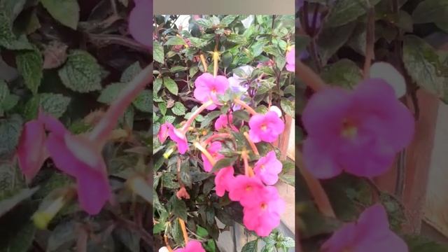 Pink Achimenes from my garden. #shorts #flowers #gardening #plants