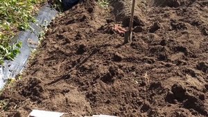 Исследование сортов батата. Победа 100 (Хау Бэй, Курдюмовский, Шу-Бай), Бразильский и Мексиканский.