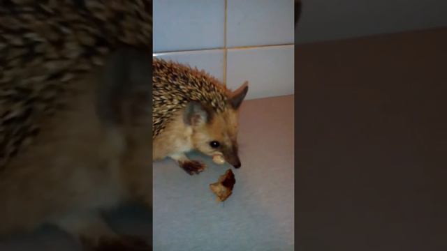 Ёжики не только топают, ещё и чавкают!!! Делай громче))) смотреть онлайн