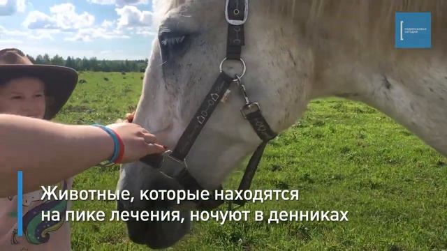Нерабочая лошадка: Конная полиция впервые передала скакунов в подмосковный приют смотреть онлайн