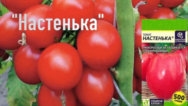 Эти ТОМАТЫ растут огромными КИСТЯМИ, плодоносят в любых погодных условиях смотреть онлайн