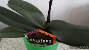 ОРХИДЕИ Уценка в Леруа и Цветение моих розово-сиреневых Фаленопсисов!/17 марта 2021г.