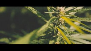 Тото - Raggamuffin