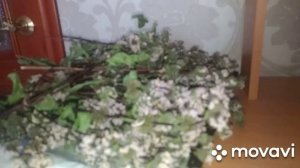 Сушим траву [ ЗОПНИК КЛУБНИСТЫЙ] мужские и женские  проблемы, повышает иммунитет