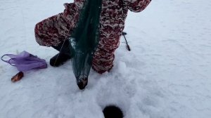 ставим раколовки (зонты) под лёд на Волге в затоне