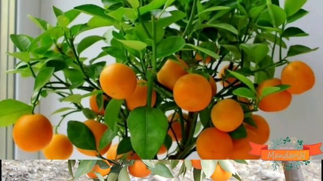 Мандариновые деревья