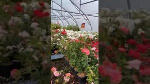 Розы питомника Русроза. Мой опыт.