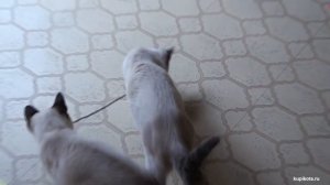 Сноу шу порода кошек