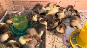 Инкубация яиц индоуток закончилась !