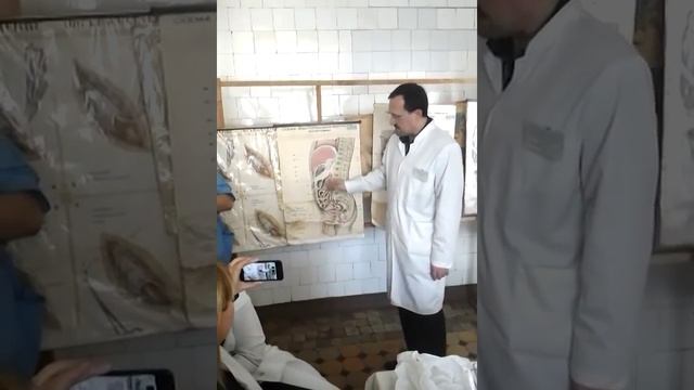 Топографическая анатомия брюшной полости