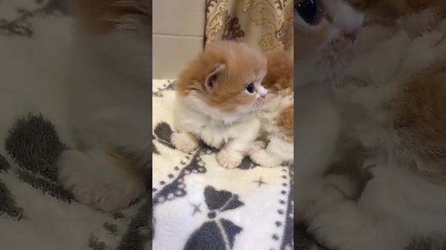 My Little Pet Funny & Cute Doing #cute dog #cute pet Epic#0043