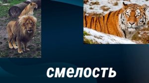 АФРИКАНСКИЙ  ЛЕВ(КАТАНГСКИЙ) ПРОТИВ АМУРСКОГО ТИГРА      #ЛЕВ #ТИГР #левпротив #ктосильнее