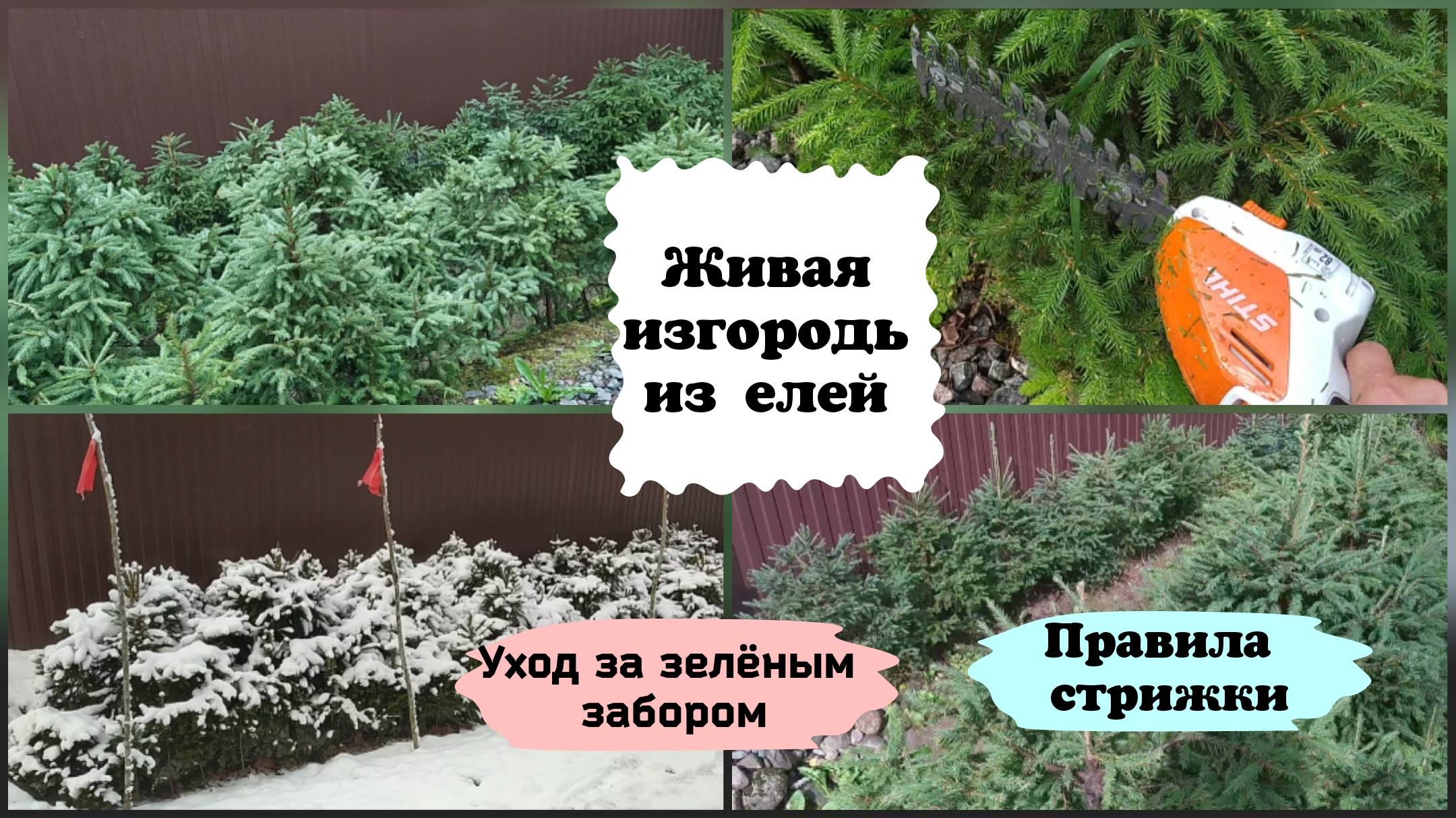 Живая изгородь из елей. Уход, обрезка.( сезон 2022 г.)