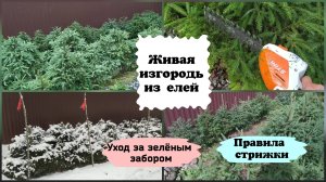 Живая изгородь из елей. Уход, обрезка.( сезон 2022 г.)