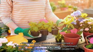 Размножение флоксов черенкованием (видео)