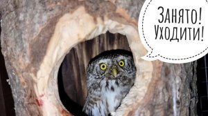 Вечерняя проверка маленьких сов.  Сычик Вжух никак не поймёт, где брать еду. Сыч Лучик в холодильне