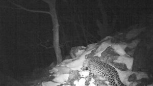 Опасен ли дальневосточный леопард для человека?