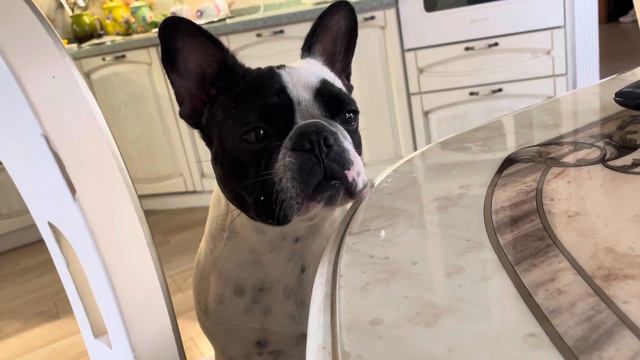 Какой же французский бульдог не любит смотреть на еду !!!