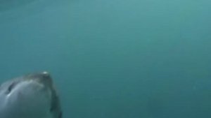 Белая акула. Изучение акул, повадки, среда обитания.