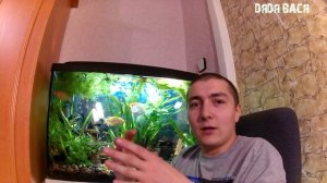 Аквариумные рыбки! Как узнать нужное количество рыбок для аквариума! Аквариумные рыбки в аквариуме!