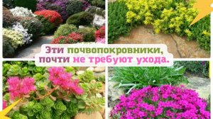 Эти почвопокровники, почти не требуют ухода.🍀🌼