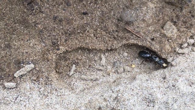 Нашёл матку Hercules🐜🐜☘☘ смотреть онлайн