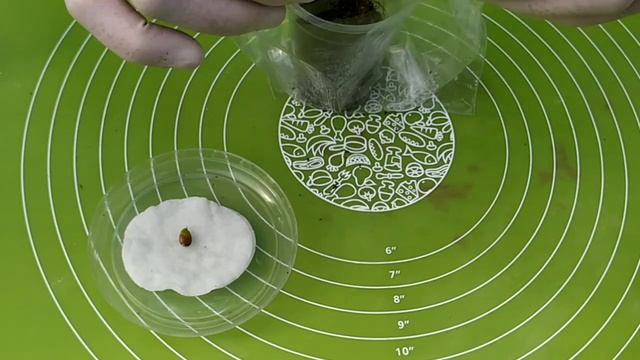 Как вырастить лимона из семян?How to grow lemon from seeds, ????
