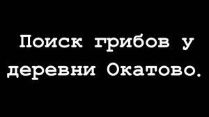 Собираем грибы у деревни Окатово 14.09.2023