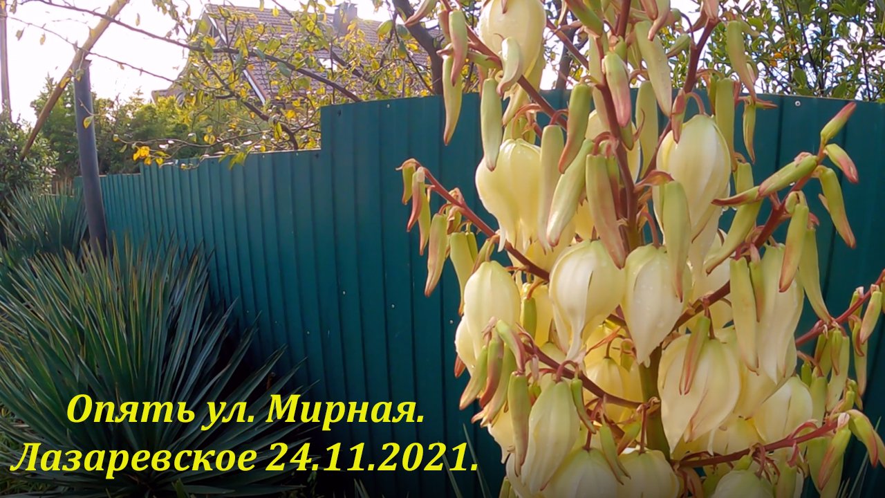 Ок Калараш на ул. Пролетарскую!  24.11.2021.?ЛАЗАРЕВСКОЕ и Я