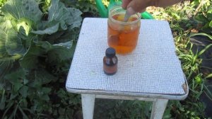 #Z Подкормите Капусту  Йодом и  Кочан быстро растёт.