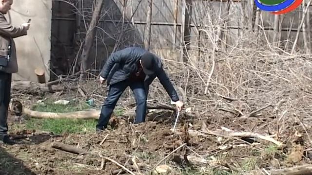 Незаконная вырубка деревьев в Махачкале