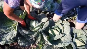 Рубка капусты