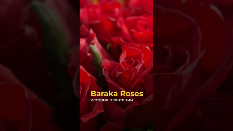 Baraka Roses — один из крупнейших производителей роз в Кении