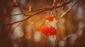 Бумбокс - Ой У Лузі Червона Калина