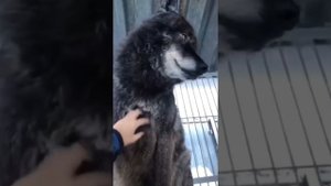 САМЫЙ ПОПУЛЯРНЫЙ ВОЛК В МИРЕ, Канадский Волк Акела позирует на камеру