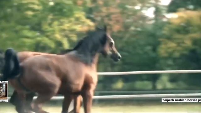 Зрелищное видео об арабских скакунах! смотреть онлайн