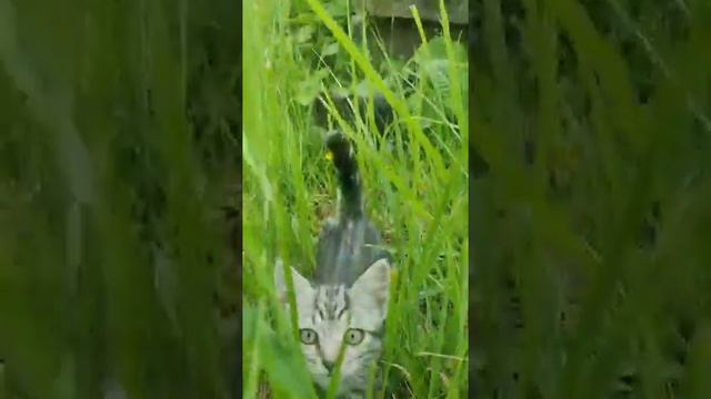 Кошачья жизнь в летние дни🐈⬛🐈   cat's life.