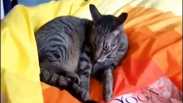 Funny cats|Злые Коты|Подборка Агресивных Котов|Agresive Cat Compilation смотреть онлайн